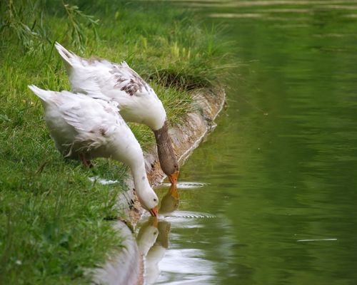 Net vergiesse bei deem waarme Wieder vill ze drénken !